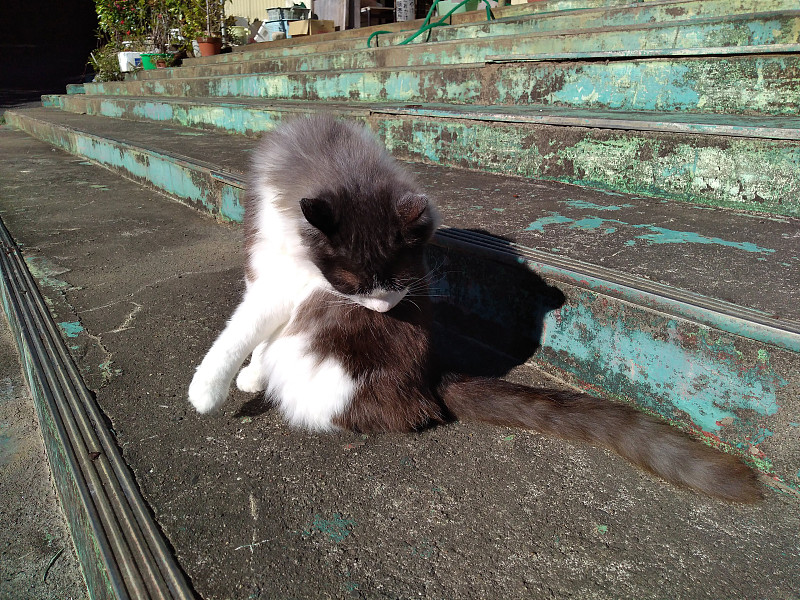 日本宫城县田代岛街上的猫