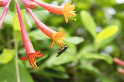 小号金银花