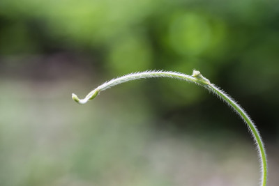 春天的花蕾