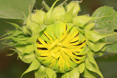 向日葵花蕾