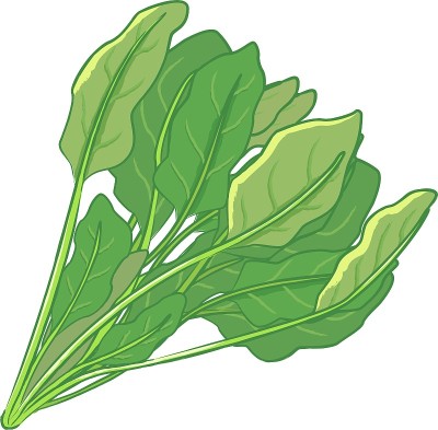 新鲜蔬菜手绘插图