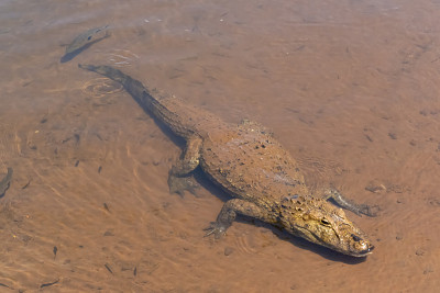 凯门鳄(caiman Yacare)在伊瓜苏河下游瀑布在阿根廷和巴西边境