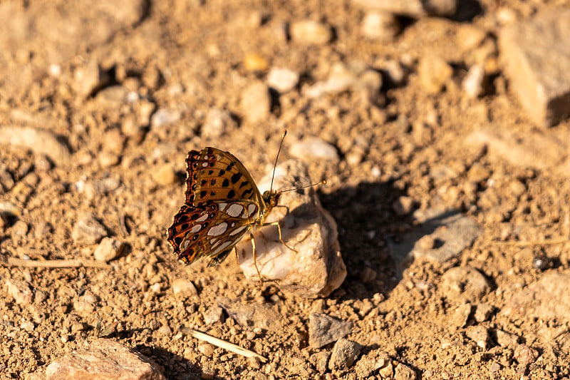 勃艮第贝母公爵(Hamearis lucina)在石头地上休息