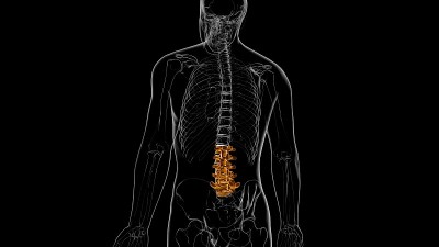 人体骨骼脊柱腰椎解剖3D