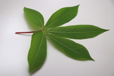 在白色背景上的新鲜的绿色木薯叶子