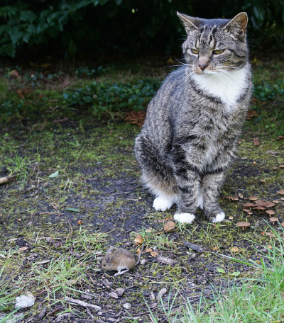 猫捉老鼠的遭遇。或者让鼠标一个人呆着。猫不想要老鼠，也不感兴趣。