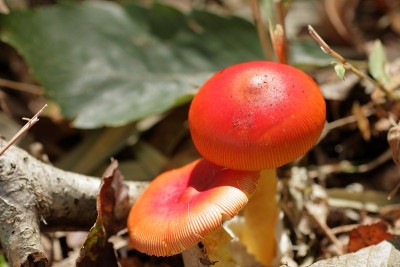 有毒的蘑菇
