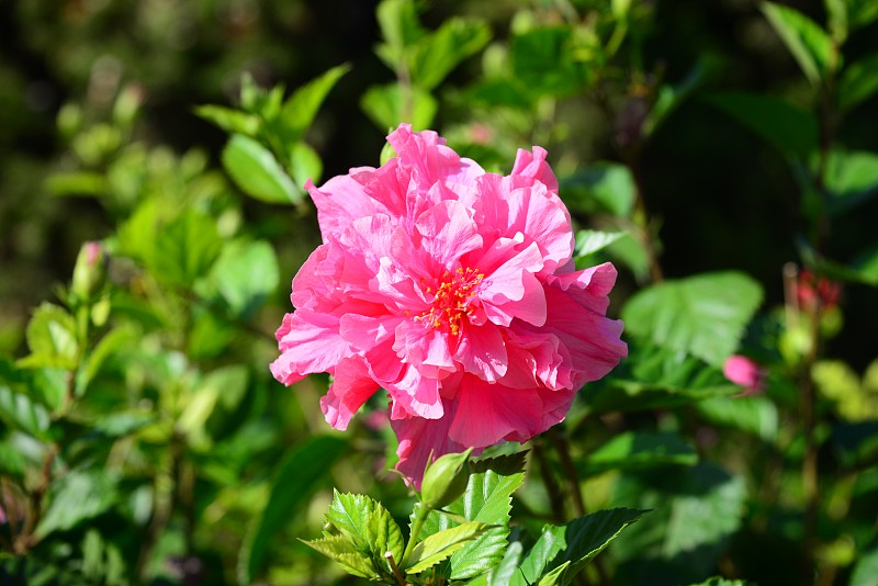 西班牙的芙蓉/希比斯库