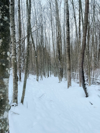 雪中的树