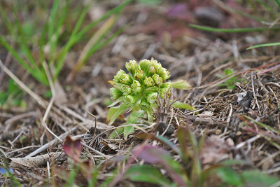 Petasites japonicus