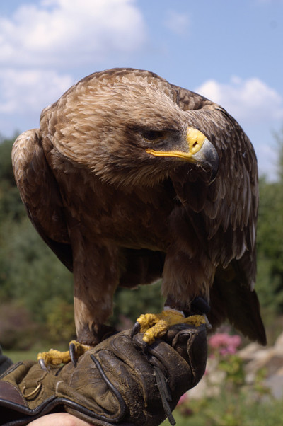 美丽的金雕(Aquila chrysaetos)肖像