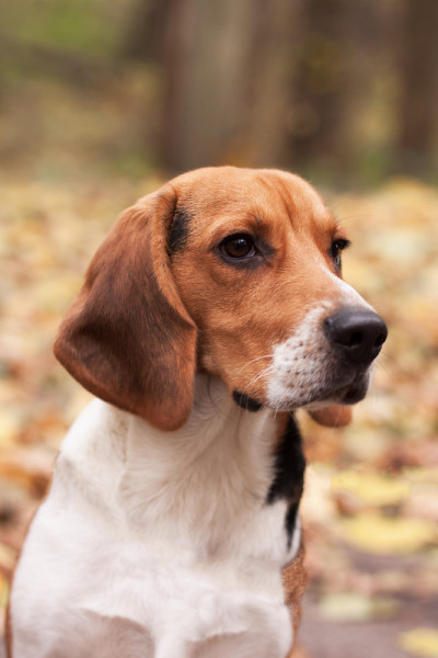 小猎犬号