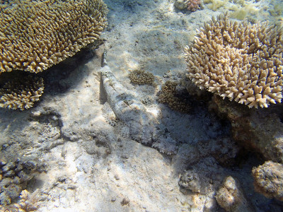在红海里浮潜