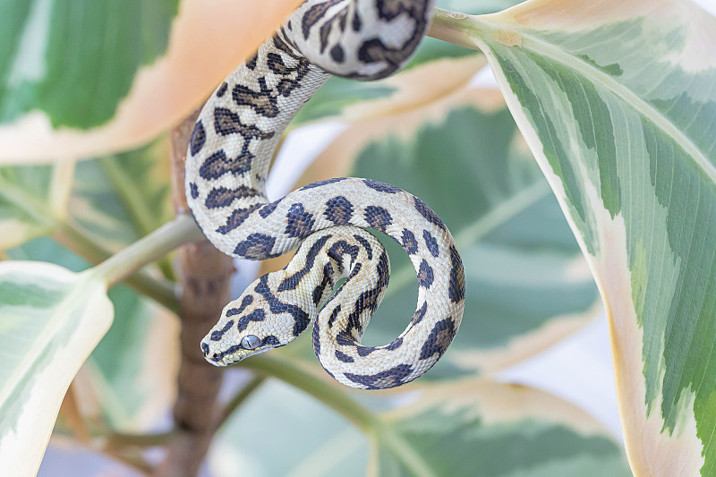 莫雷利亚·斯普利塔(morrelia spilota)挂在橡胶无花果的叶子上，望着别处