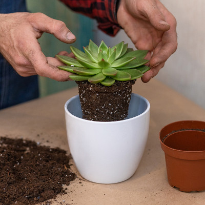 用多汁植物、仙人掌、岩石和土壤制作美丽的盆景