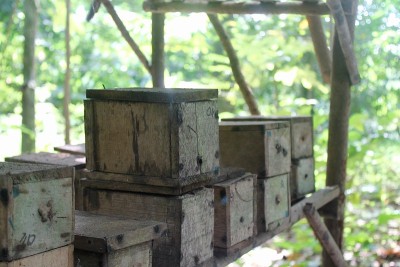养蜂用木箱(养蜂)