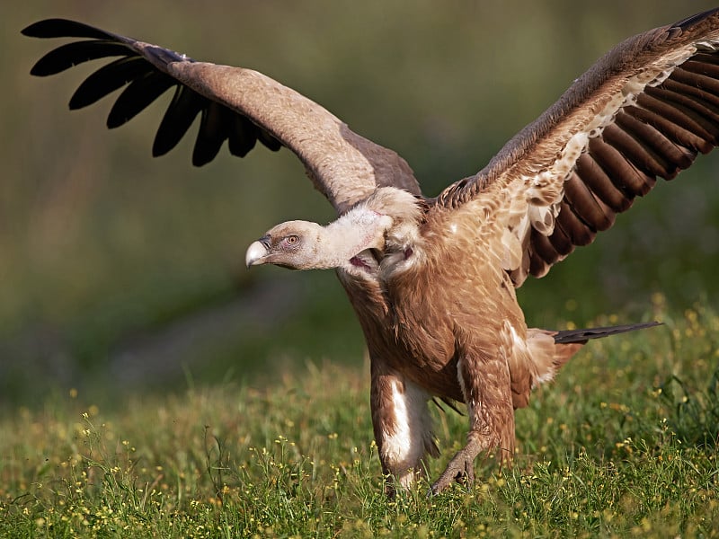 格里芬秃鹰(Gyps fulvus)