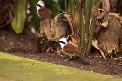 白头laughingthrush