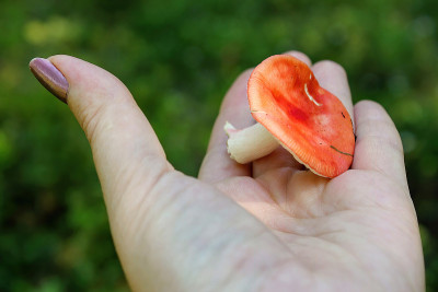 年轻的蘑菇Russula躺在你的手掌上