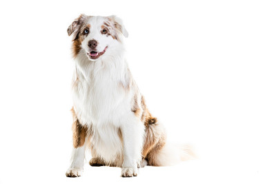 白色背景下的澳大利亚牧羊犬
