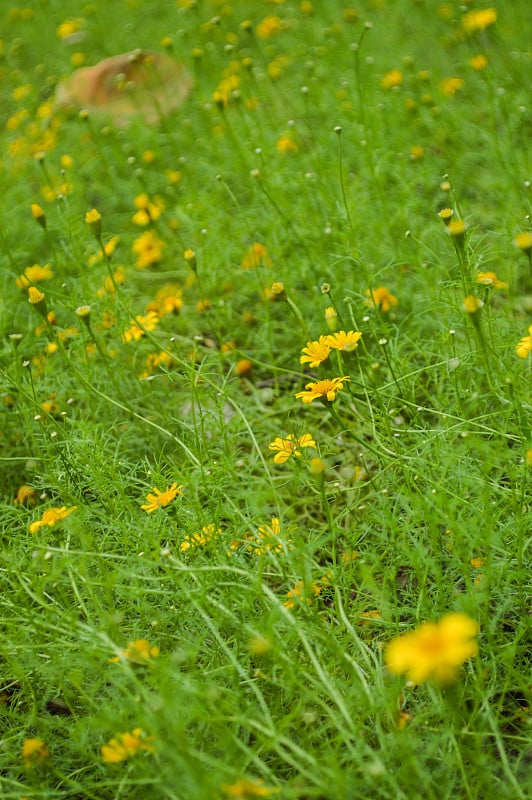 Dahlberg雏菊花