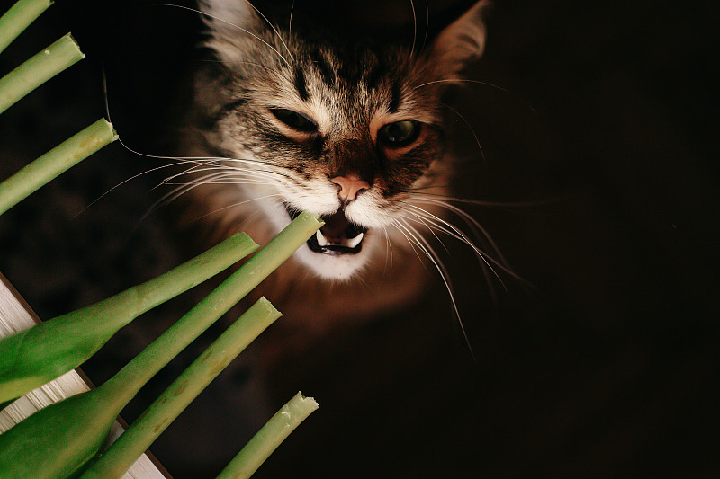 猫吃着绿色的植物，露出牙齿和大胡须。美丽的猫与有趣的情绪咬植物在黑色的背景。空间的文本