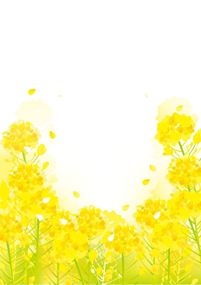 一幅美丽的油菜花插图