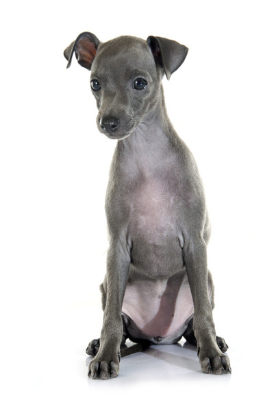 小狗意大利灵缇犬