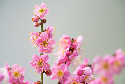 梅花