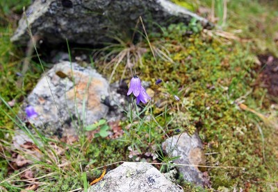 长满紫色风信子花的山间林间空地。
