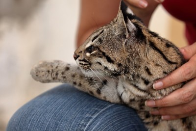 巴西的虎猫或豹猫