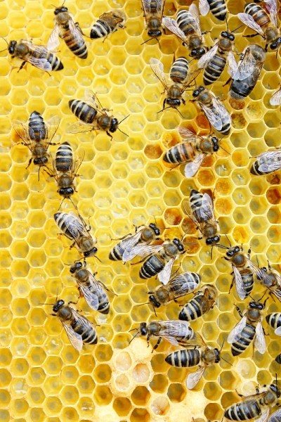 蜜蜂和标记后，Apis mellifera carnica蜂房