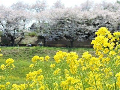 油菜田和樱花。彩色图像