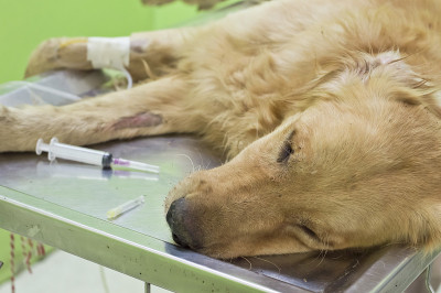 动物医院金毛猎犬液体疗法