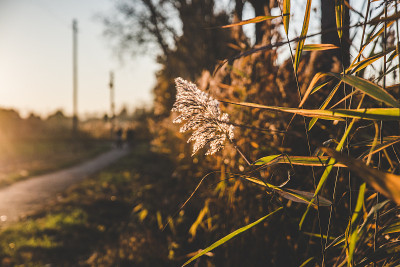 荷兰埃因霍温市一个公园里美丽的秋日景色。