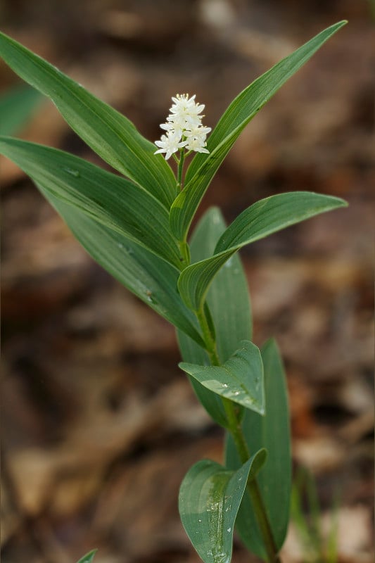 Star-Flowered所罗门封印