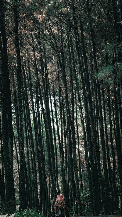 松林