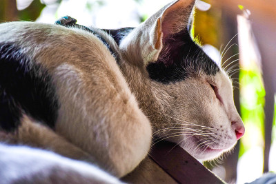 猫的睡眠