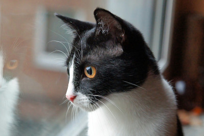 家猫正往窗外看