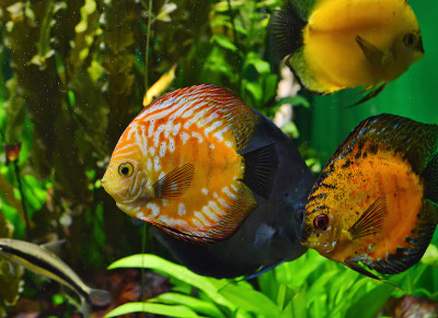 水族馆里美丽的铁饼鱼。