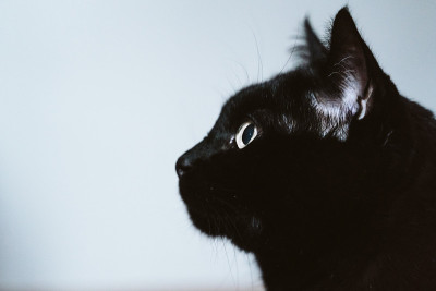 家里美丽的黑猫画像