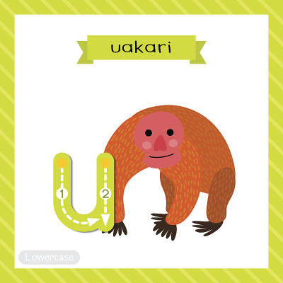 字母U小写跟踪。Uakari