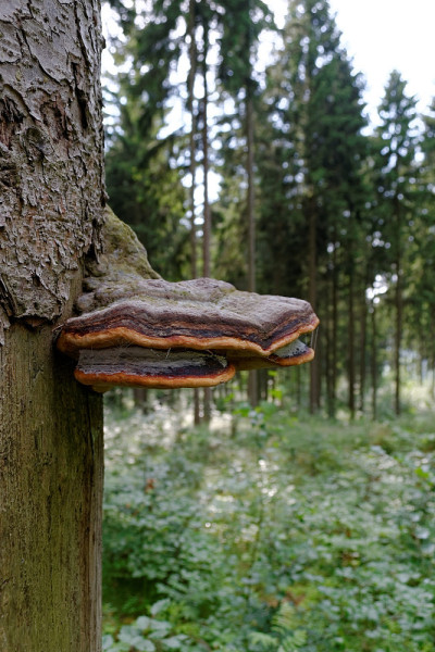 Baumpilz
