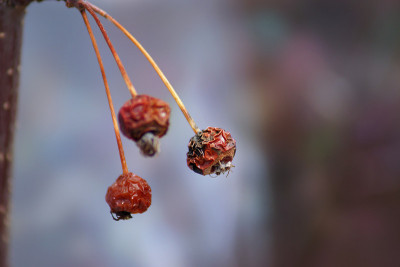 干燥的pensylvanica Prunus fruit (pincherry)