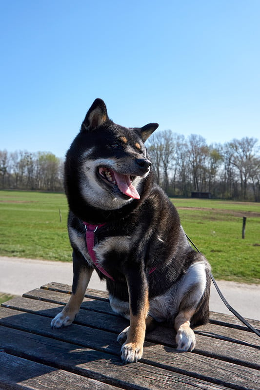 蓝天下美丽的莱茵河上，一只日本柴犬在木制长椅上摆姿势