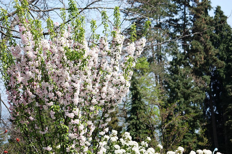 荚蒾和野苹果白、粉、花蓝天