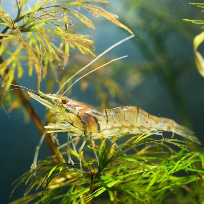 水族箱中的亚洲玻璃虾，蓝氏沼虾