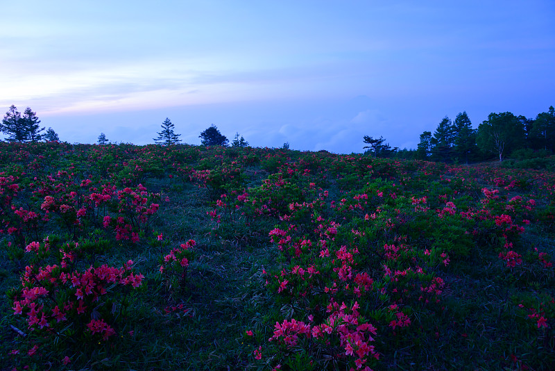 山梨县Nirasaki的Amariyama和日本杜鹃花峰顶