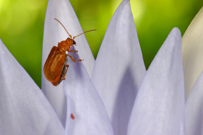 甲虫