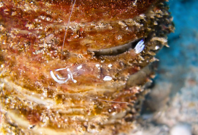 菲律宾海中的海葵虾